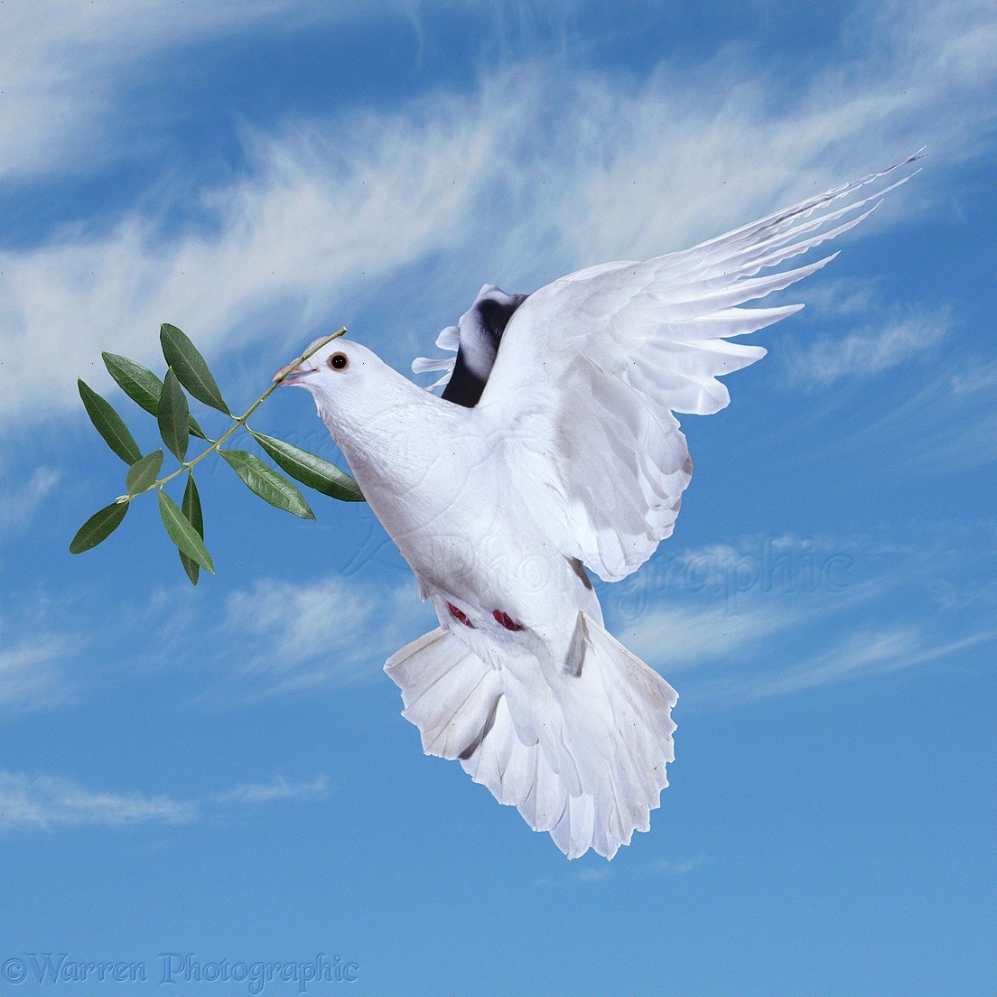 Peace Dove and Olive Branch