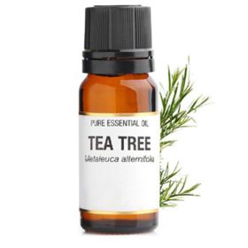 Tea Tree Essential Oil 10ml (Option: 10ML)